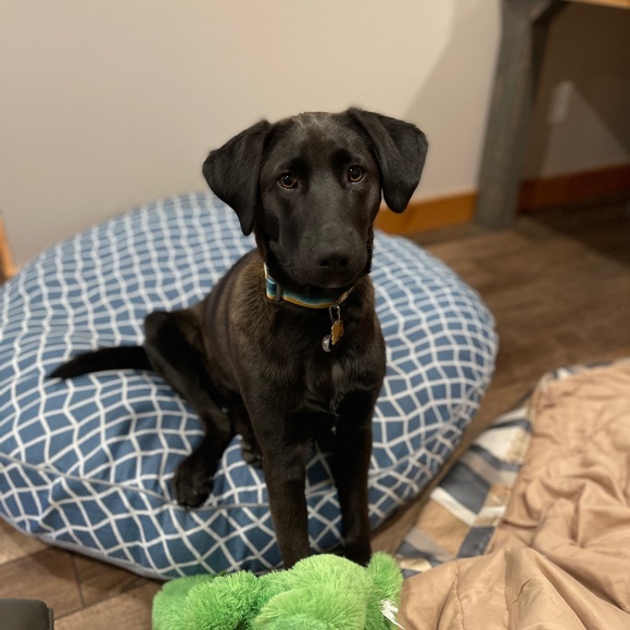 Meet your Posher, Resurgence! - Picture 4 of 8